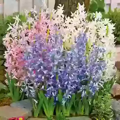 Multi Flowering Hyacinths